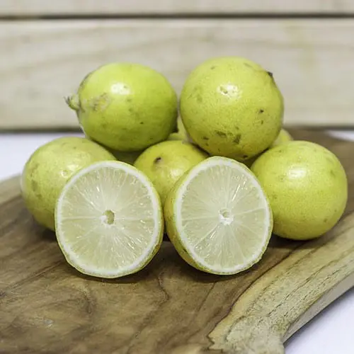 Lemon Lokal manfaat minum air lemon