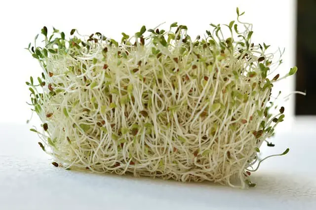 alfalfa sprouts makanan anti kanker