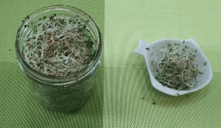 makanan anti kanker alfalfa sprout