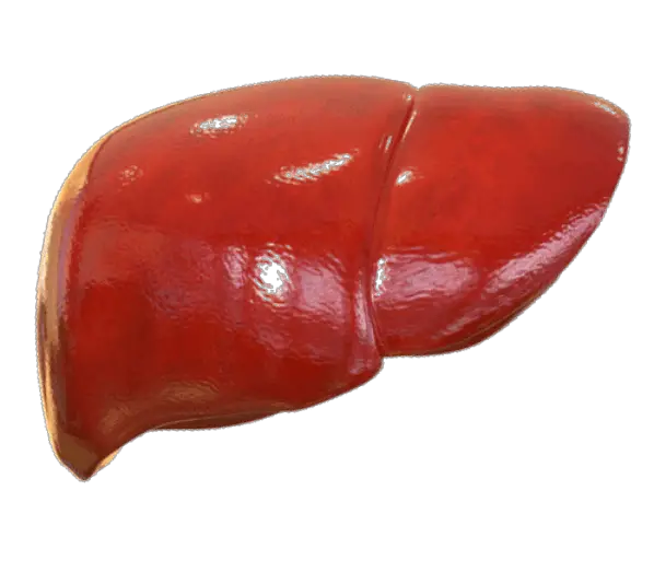 liver yang sehat